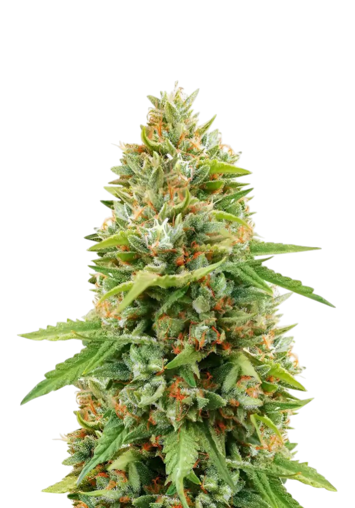 Green Gelato Cannabis