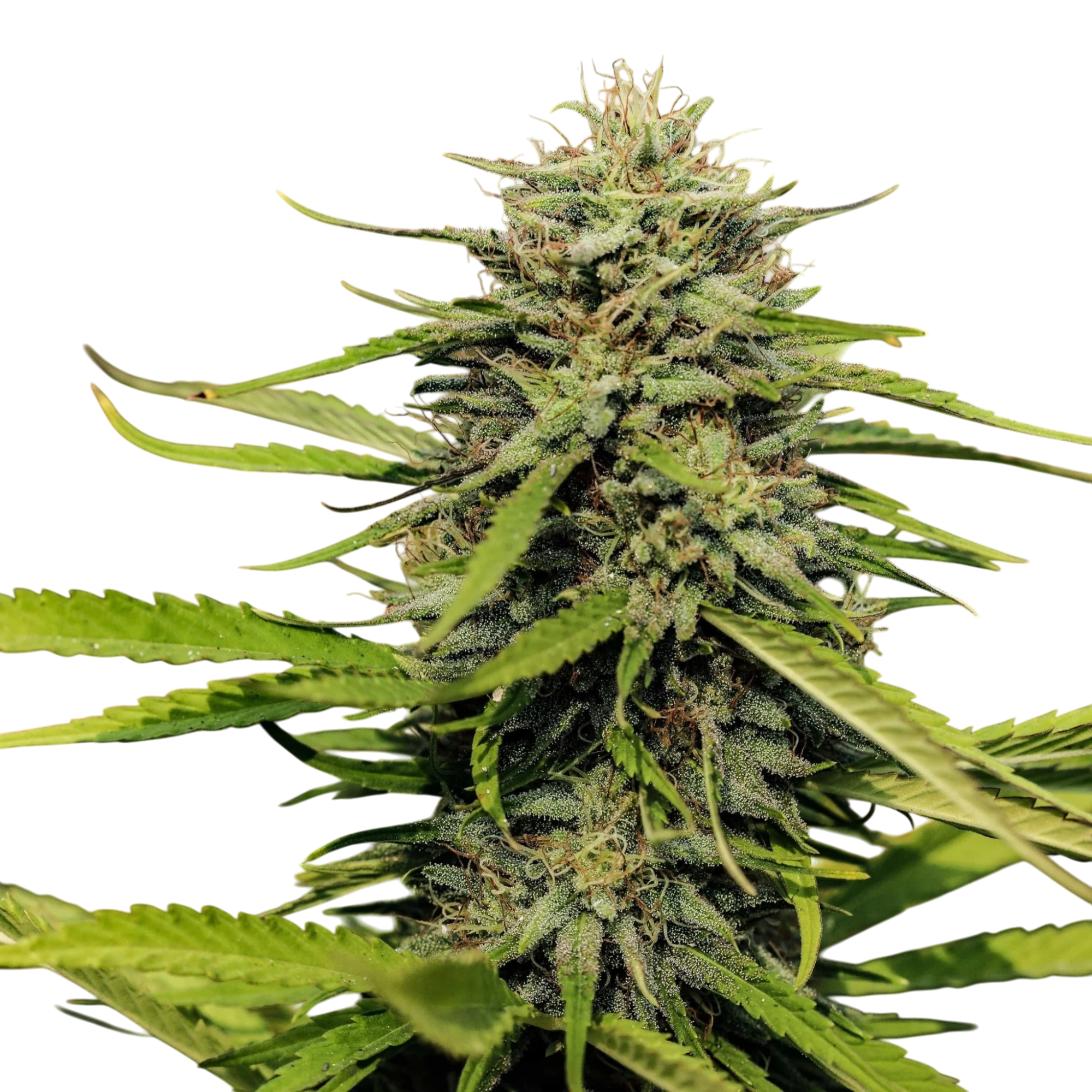 Hawaiian Haze cannabis