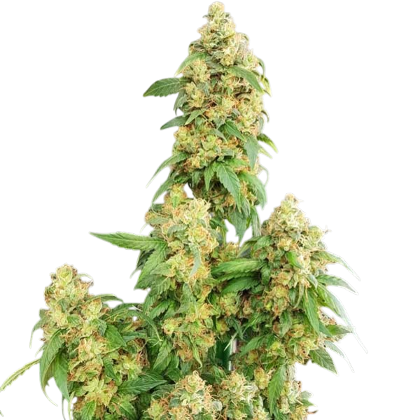 London Pound Cake cannabis