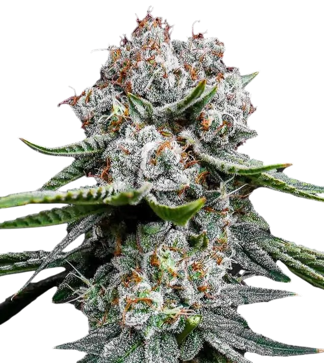 MAC (Miracle Alien Cookies) Cannabis