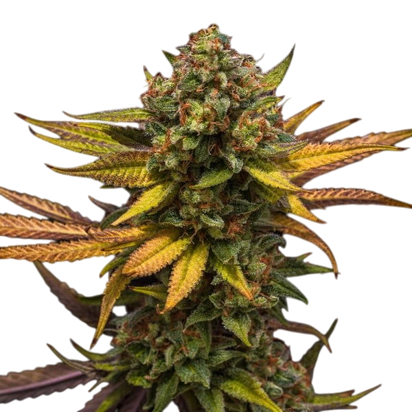 Sweet ZZ cannabis
