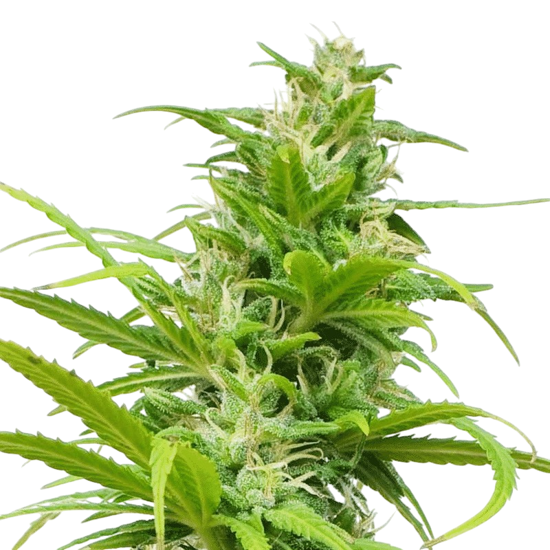 Afghan Kush Cannabis