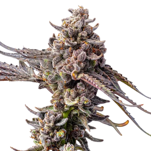Black Mamba cannabis