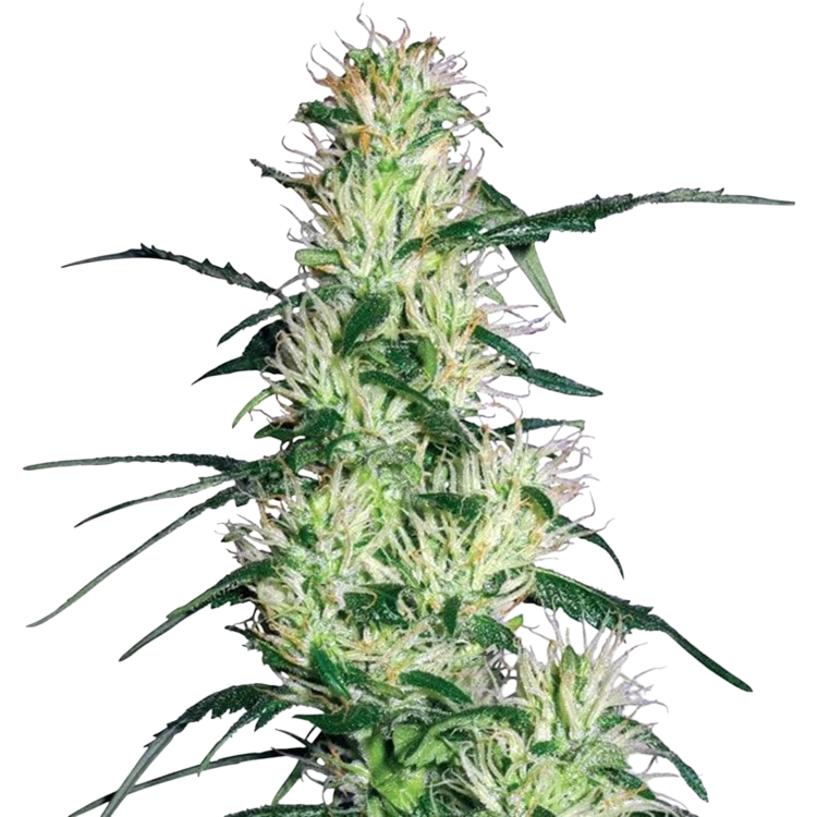 Blue Mystic cannabis