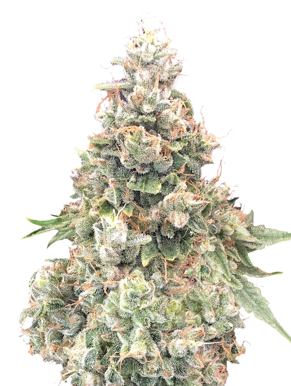 Cannabis Cali Kush