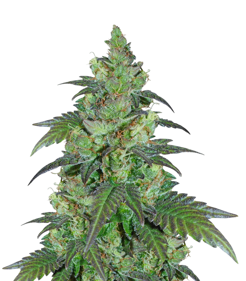 Chiesel Cannabis Chiesel Cannabis