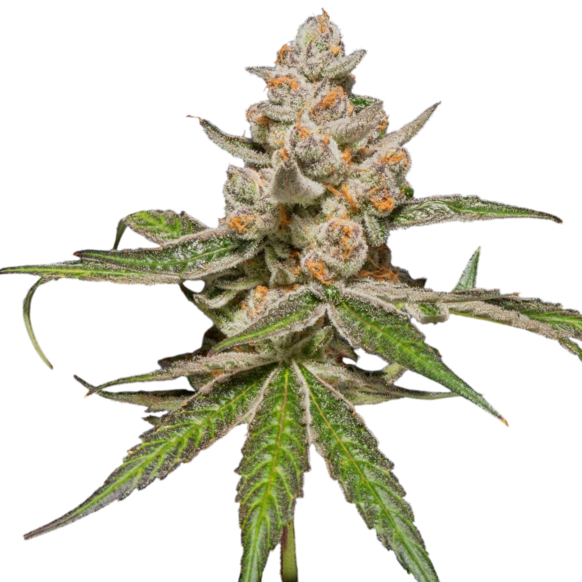 Dosidos cannabis
