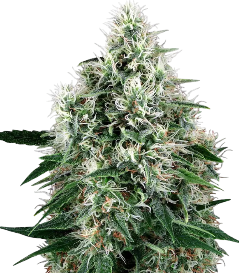 Fire OG cannabis Fire OG cannabis