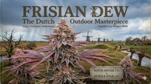 Frisian Dew