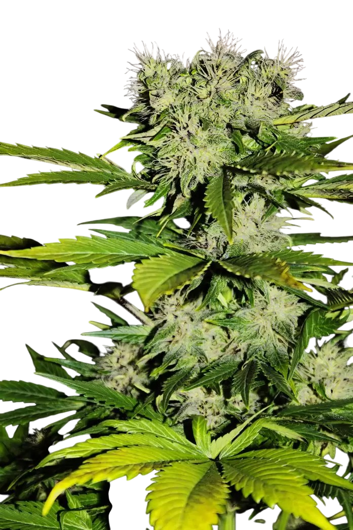 Green Poison cannabis