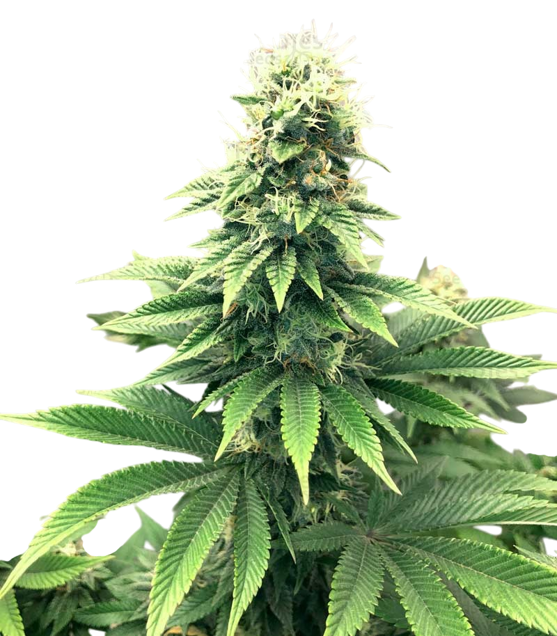 Kali Dog Cannabis
