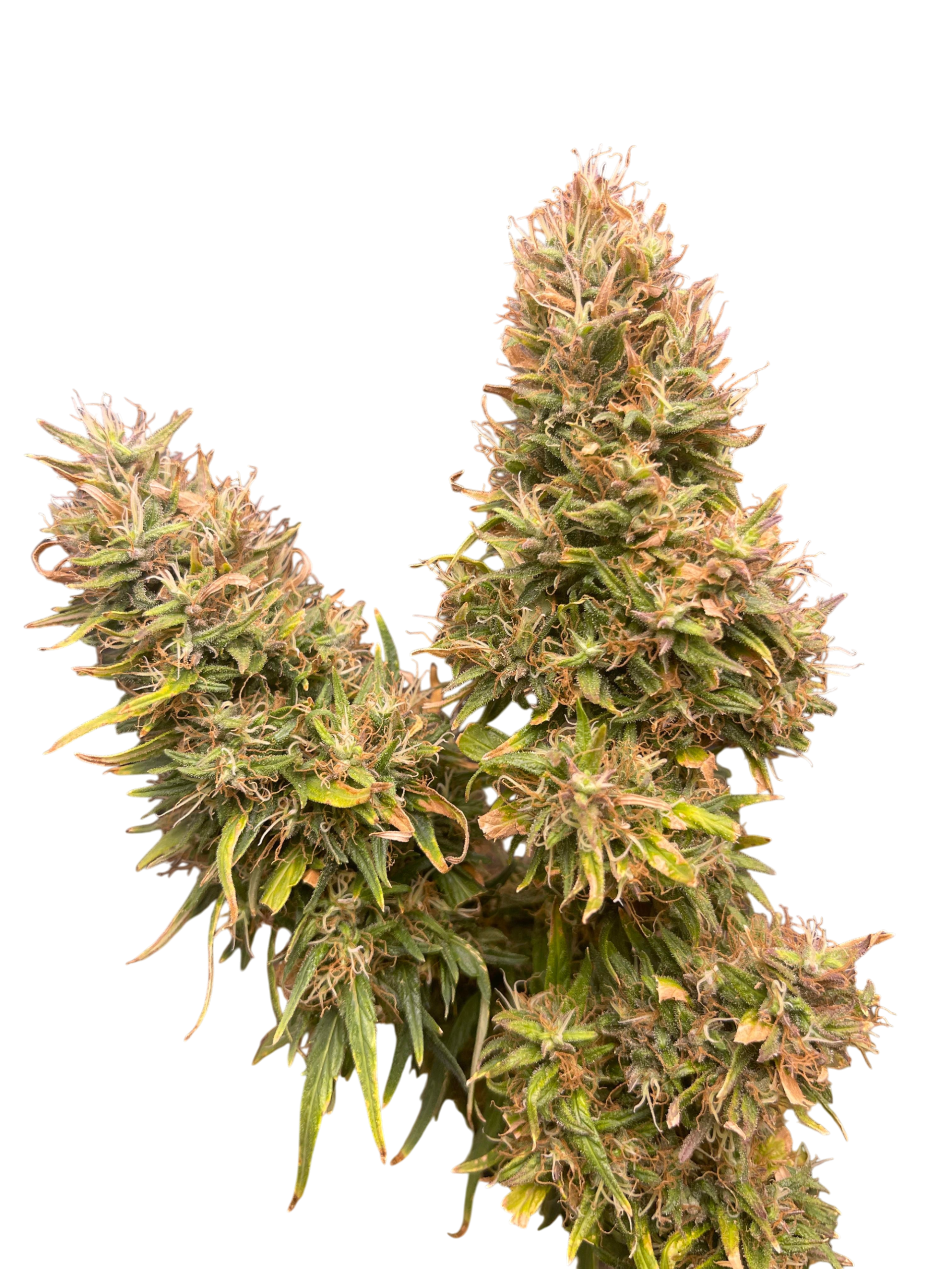 Nevilles Haze cannabis