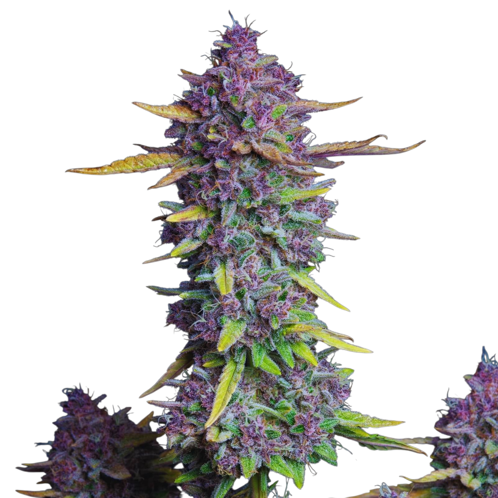 Purple Haze Cannabis