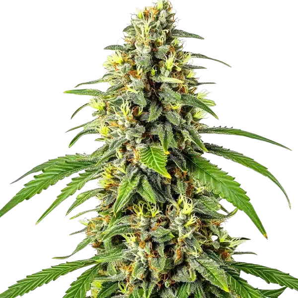 Tahoe OG Kush cannabis