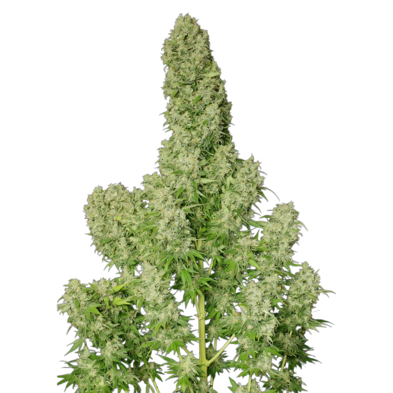 White Siberian Cannabis