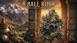 8 Ball Kush