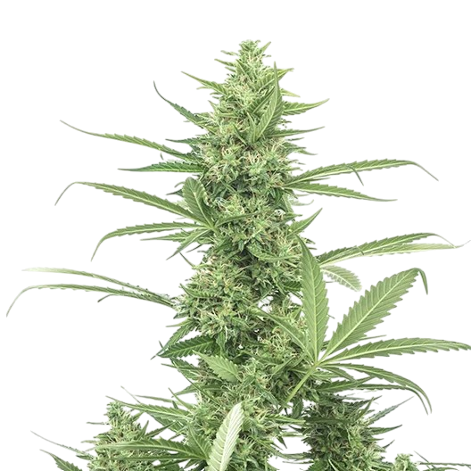 8 Ball Kush cannabis 8 Ball Kush cannabis