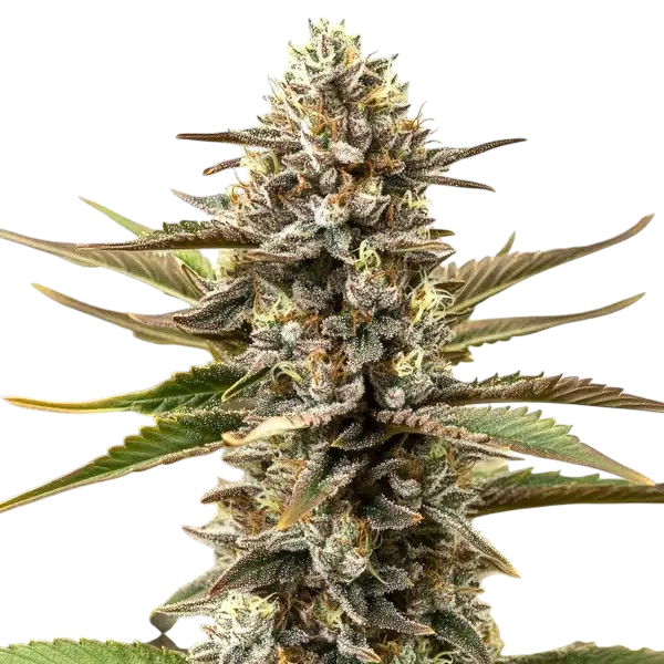 Cannabis Blue Lights