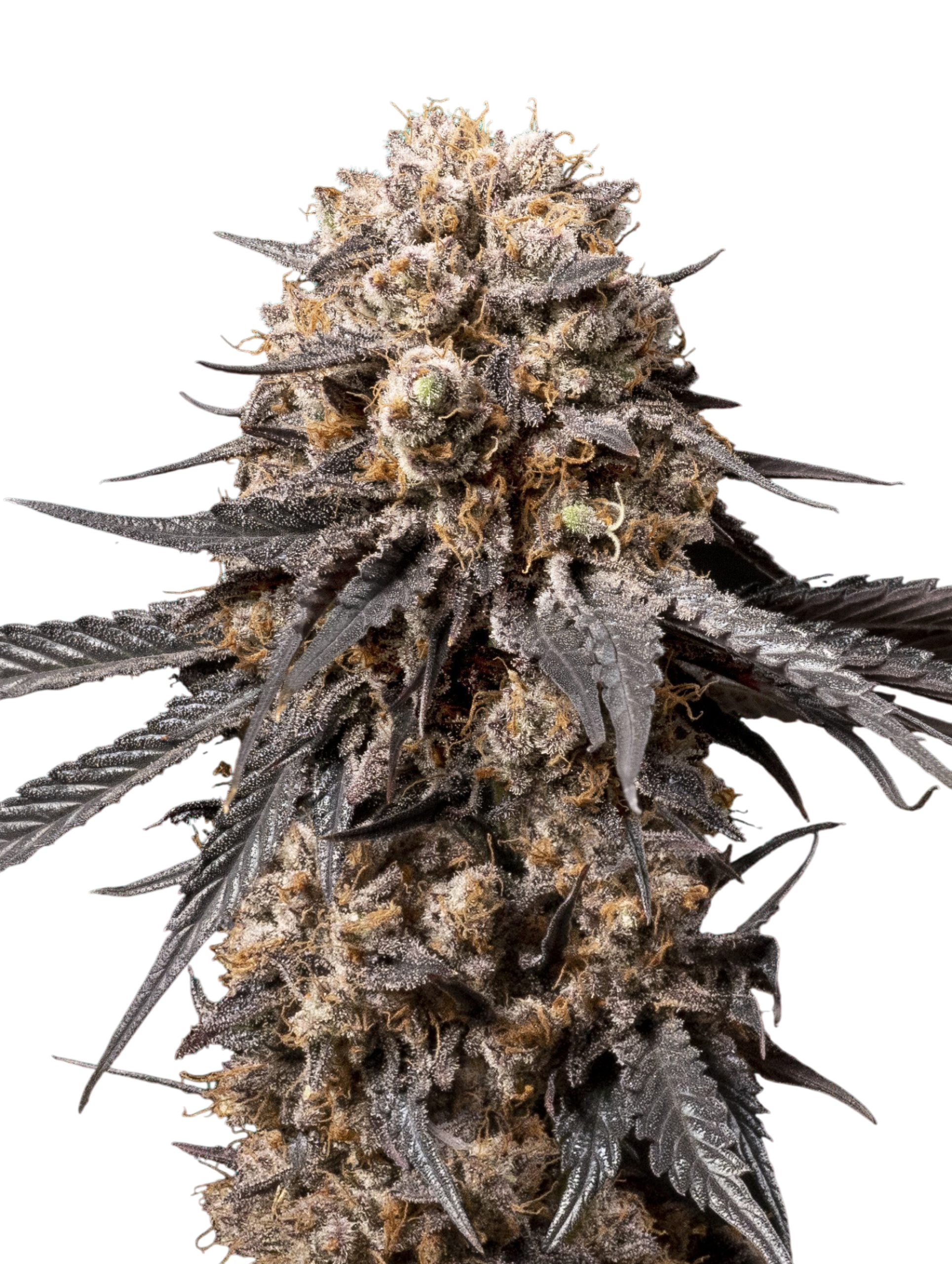 Cannabis Bubba's Gift