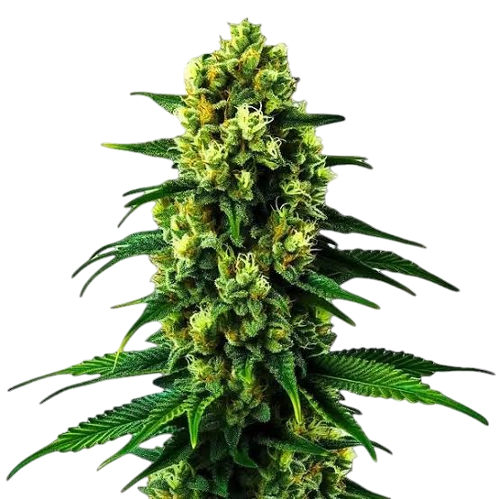 Colombian Gold cannabis