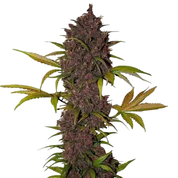 LSD cannabis