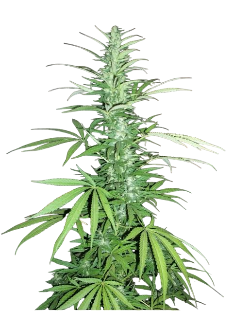 Lambs Breath cannabis