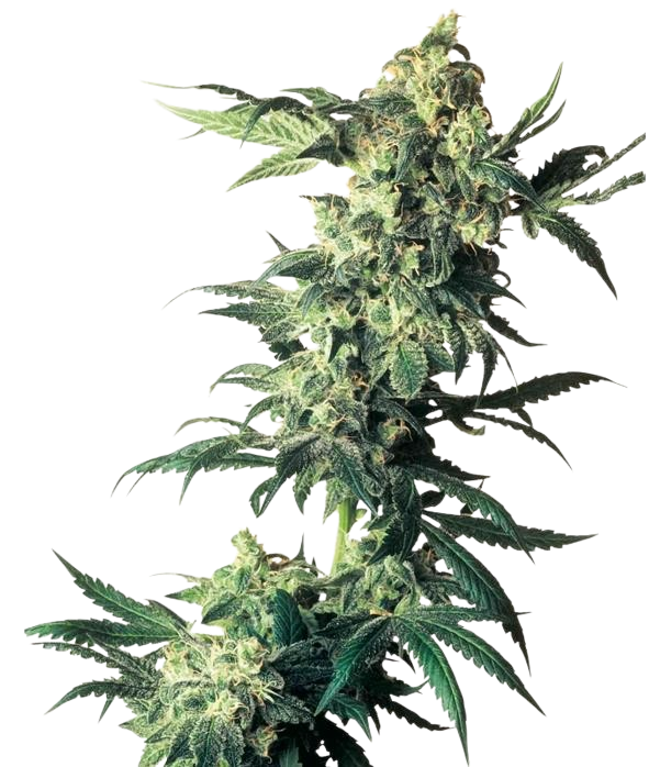 Malawi Gold cannabis Malawi Gold cannabis