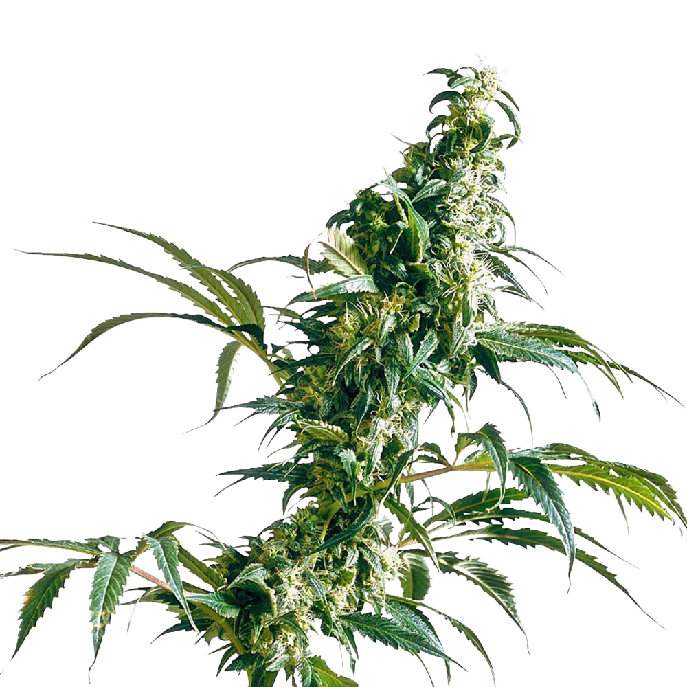Mexican Sativa cannabis Mexican Sativa cannabis
