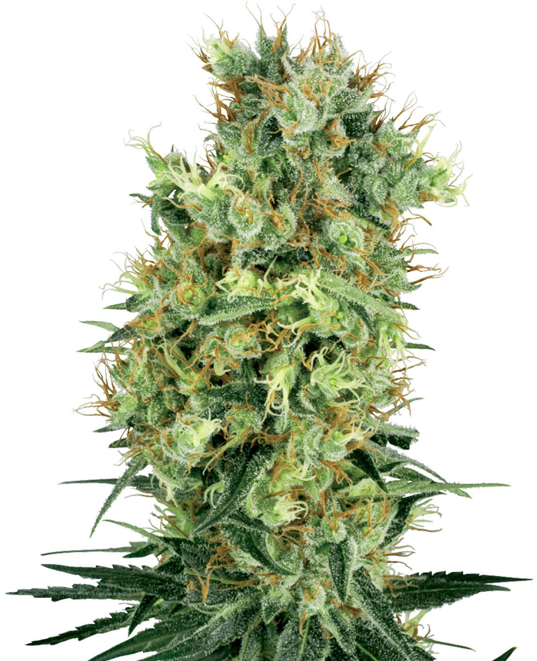 Orange Bud cannabis