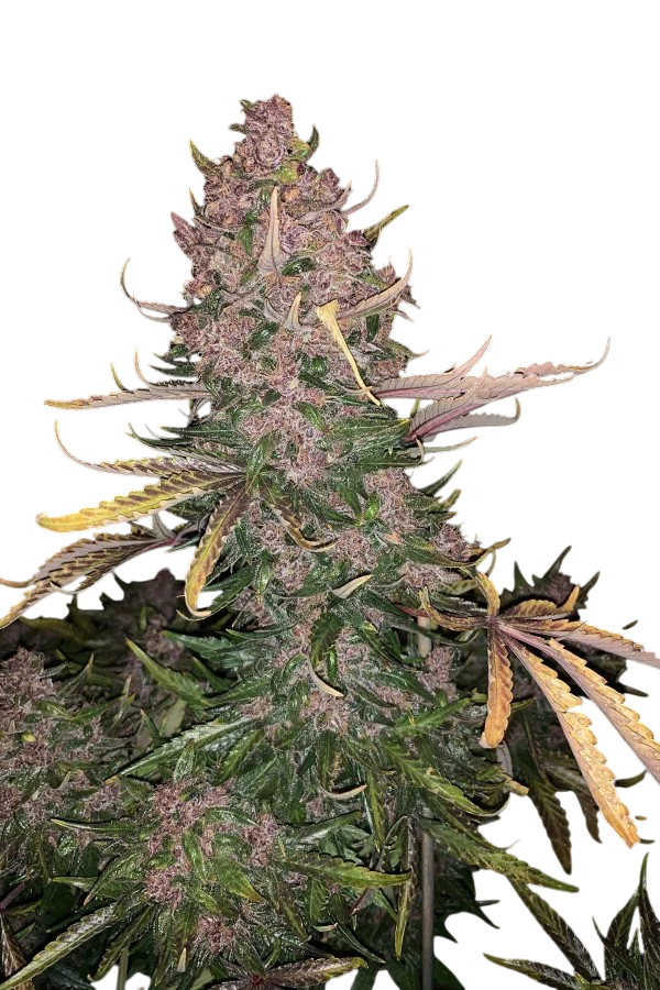 Purple Afghan Kush Cannabis (1) Purple Afghan Kush Cannabis (1)