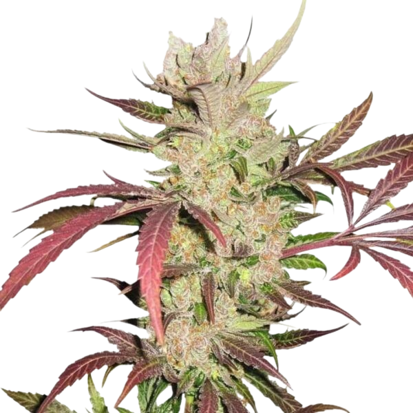 Red Congolese cannabis
