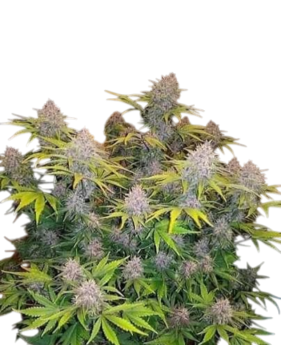 Swazi Gold cannabis Swazi Gold cannabis