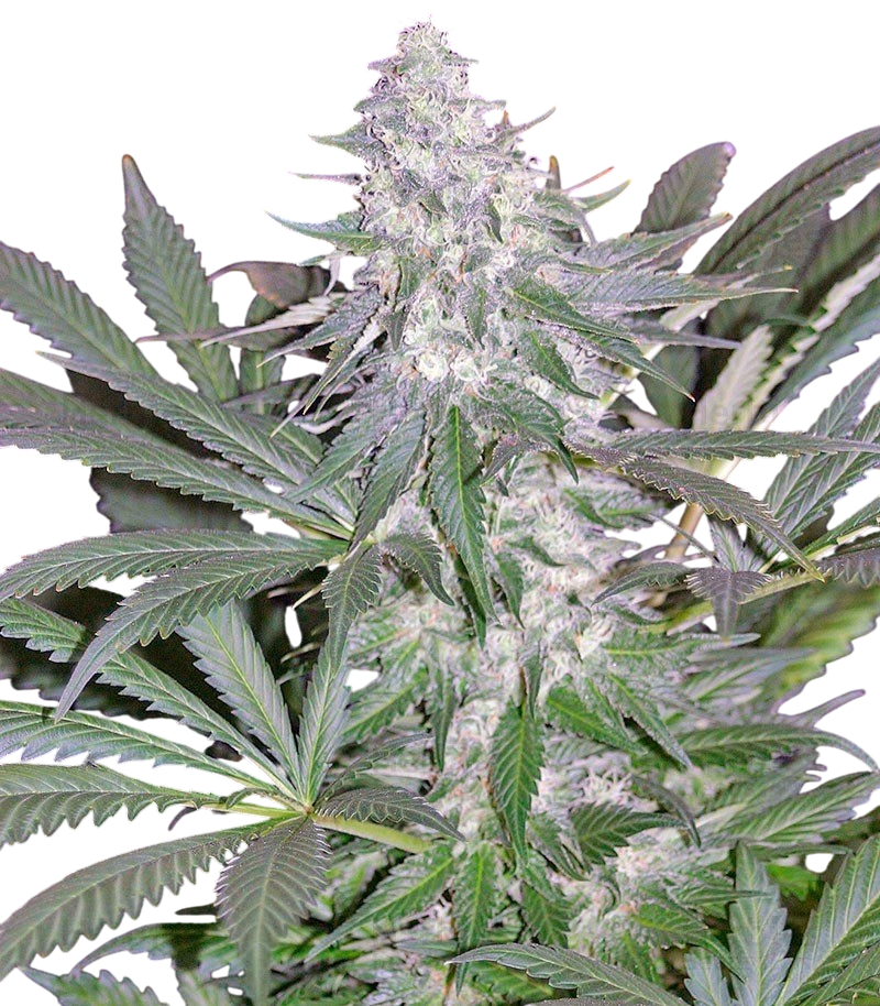 White Lemon Cannabis