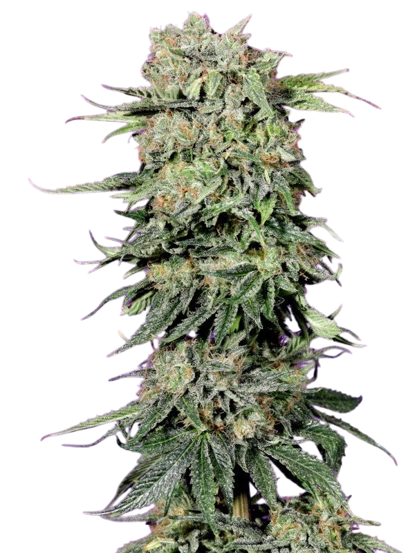 strawberry-glue Cannabis