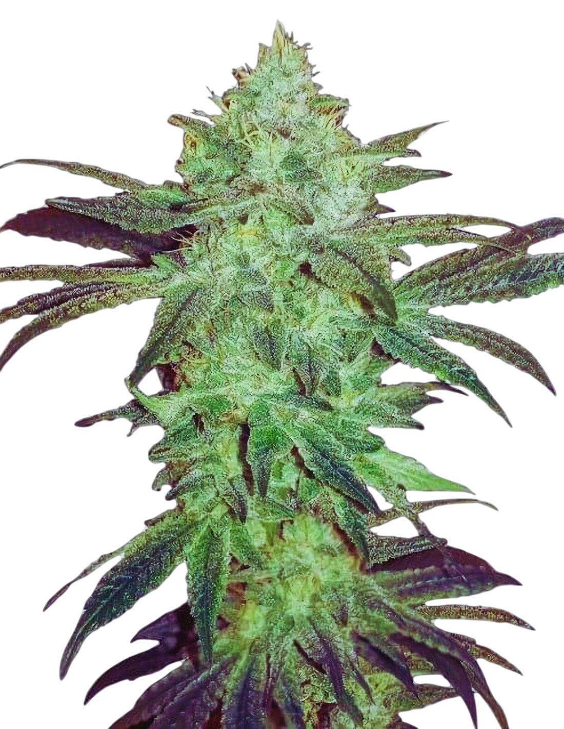 Gorilla Glue #5 (GG5) cannabis