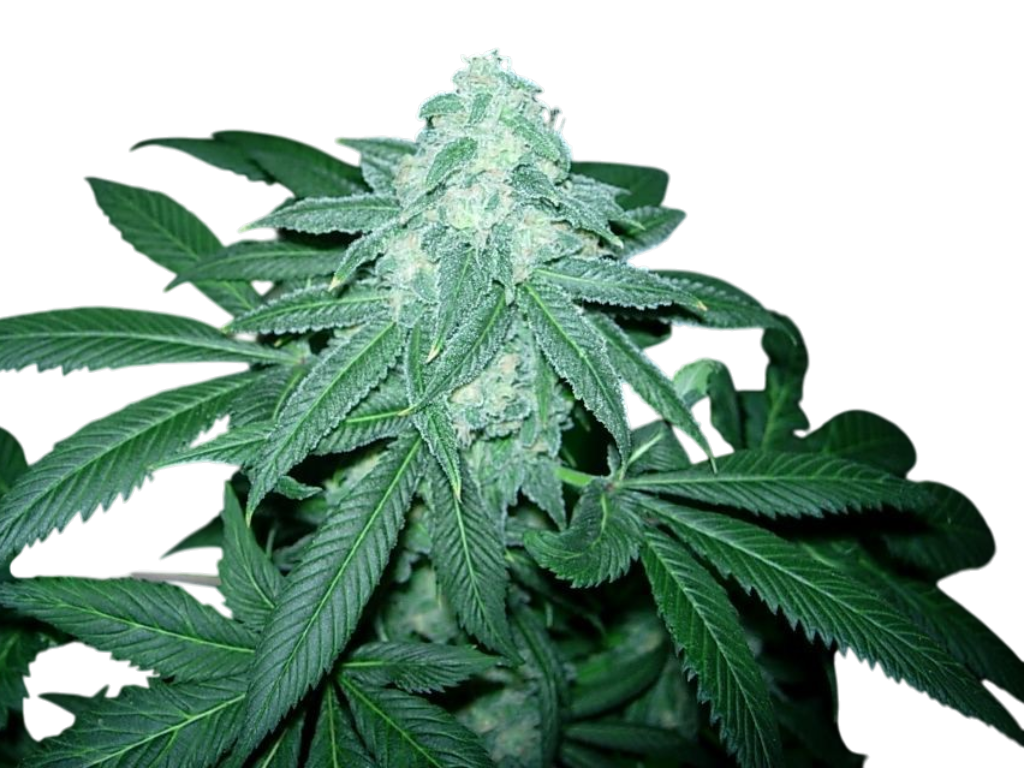 Green Ribbon Cannabis Green Ribbon Cannabis