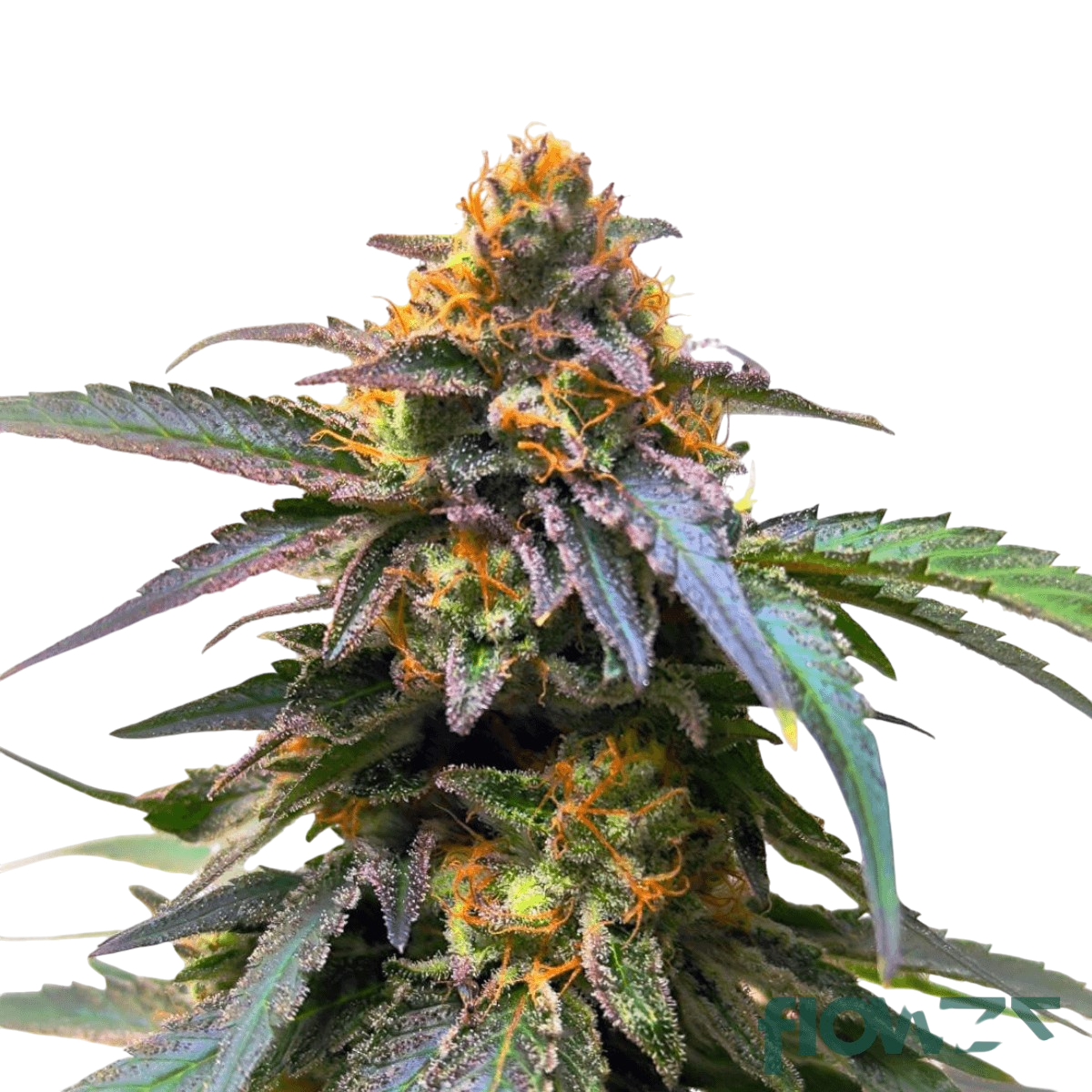 Kush Mints cannabis (1) Kush Mints cannabis (1)