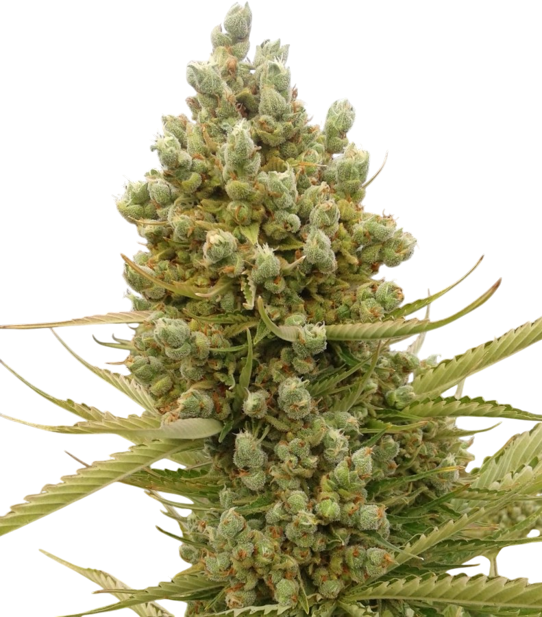Northern Lights Auto cannabis Northern Lights Auto cannabis