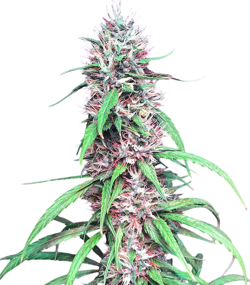 Purple Diesel cannabis Purple Diesel cannabis