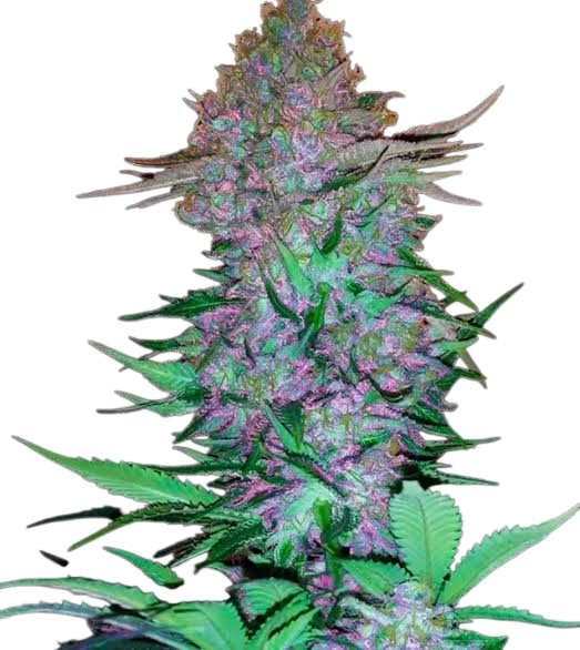 Purple Skunk cannabis Purple Skunk cannabis