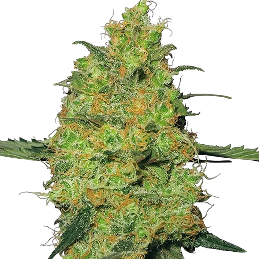 Triple Cheese cannabis Triple Cheese cannabis