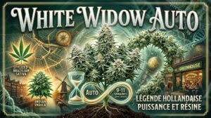 White Widow Auto