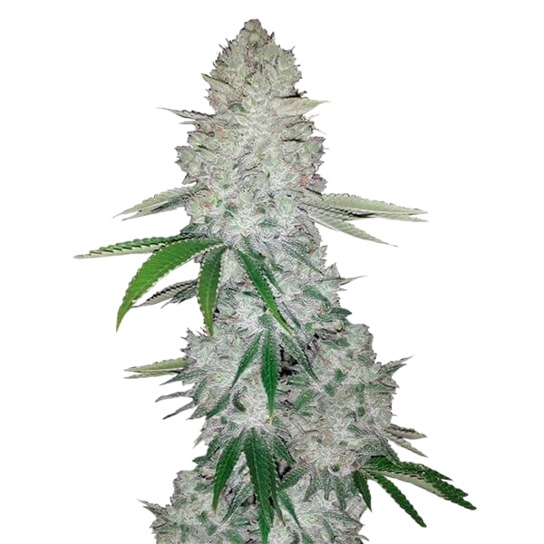 gorilla glue auto cannabis gorilla glue auto cannabis