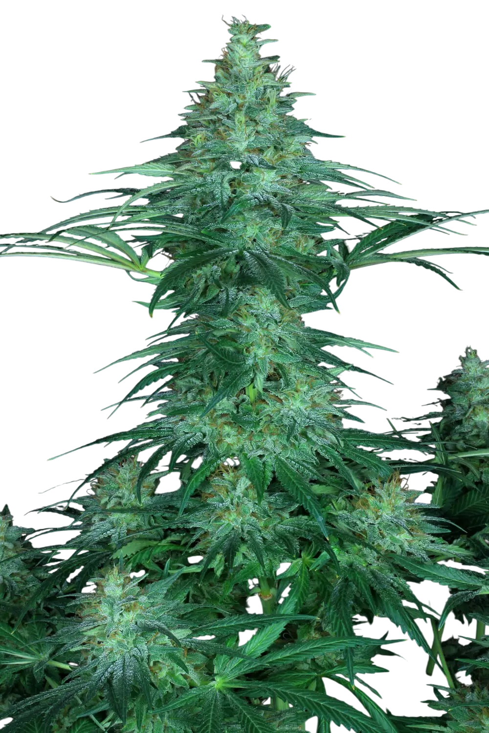 sensi star cannabis sensi star cannabis