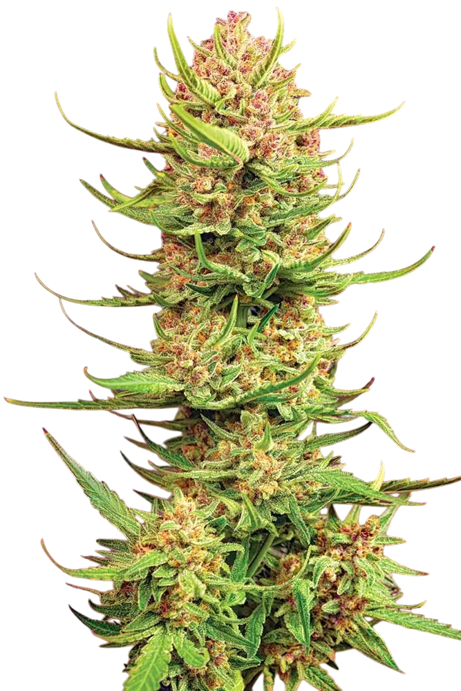 strawberry diesel cannabis strawberry diesel cannabis