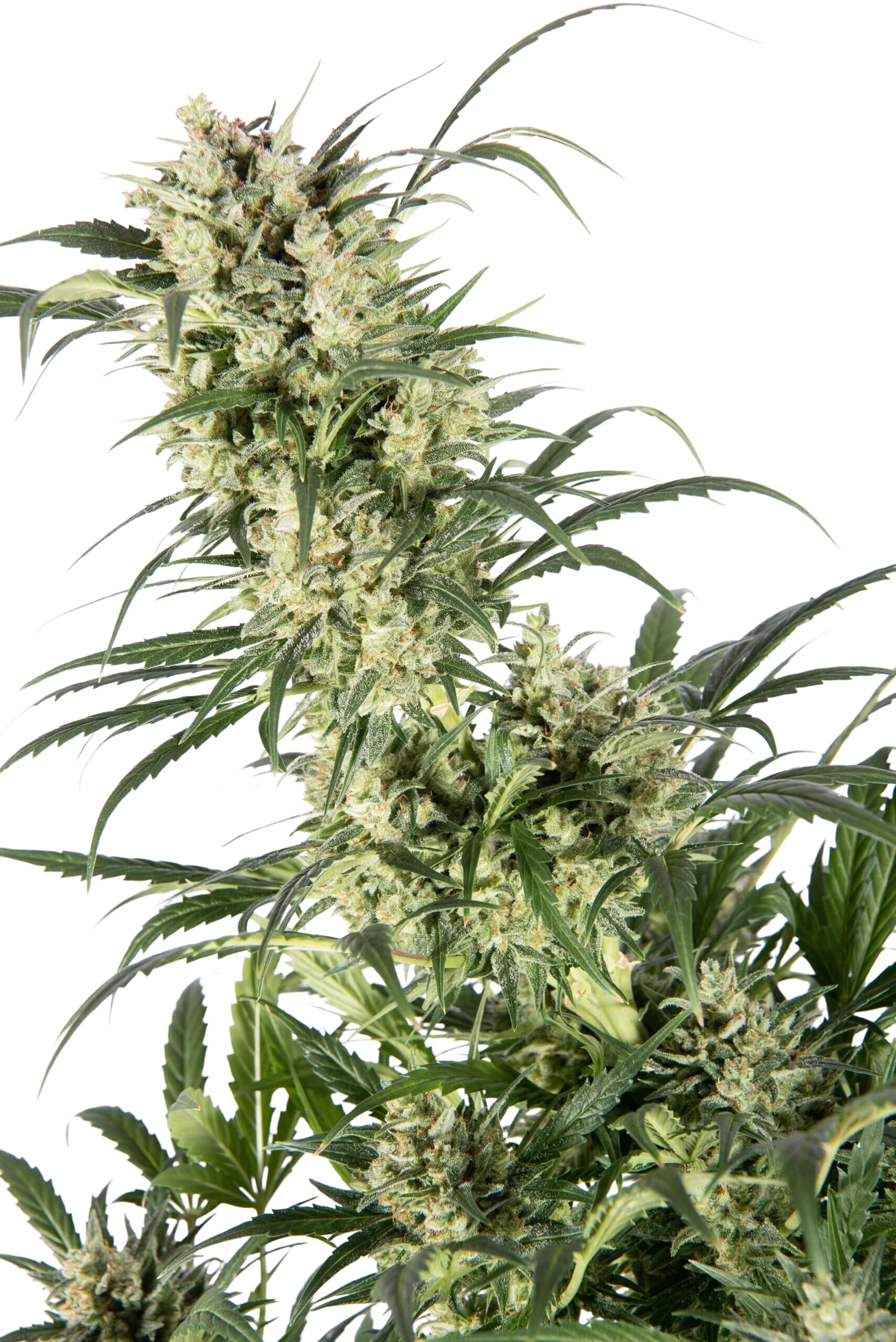 white widow auto cannabis white widow auto cannabis