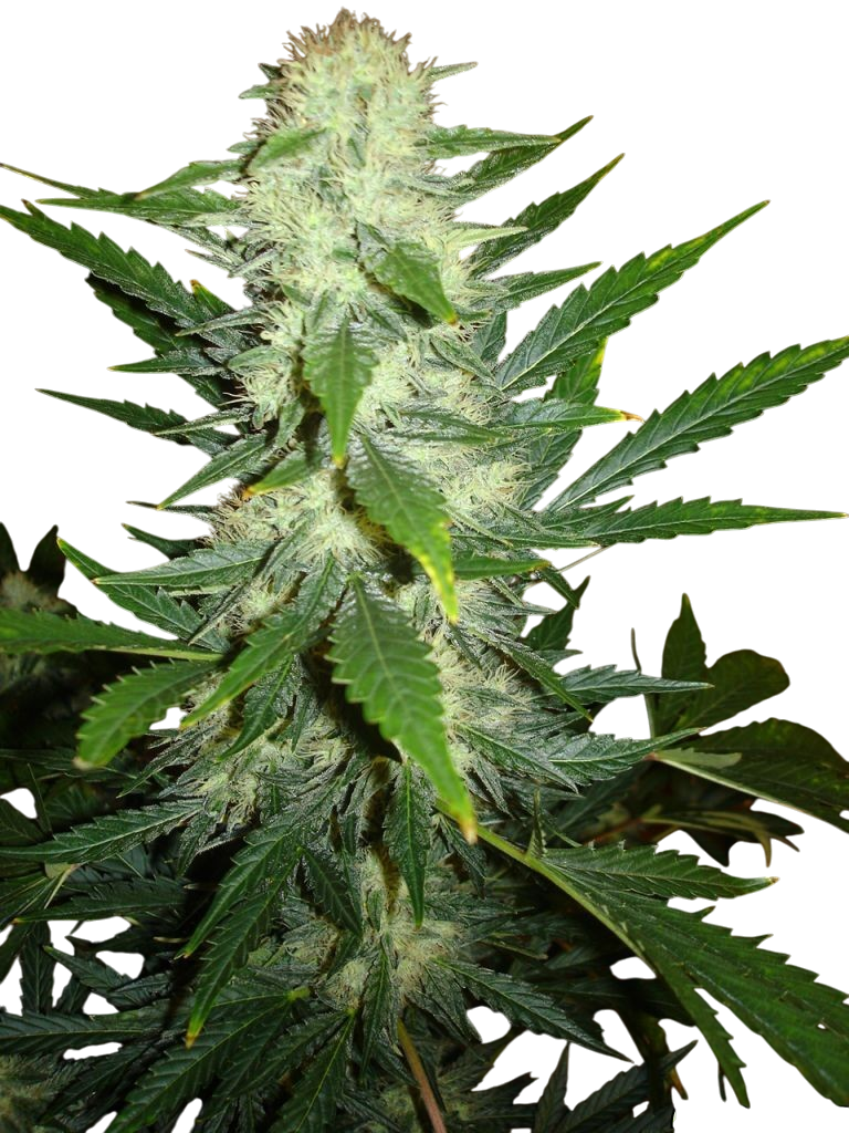 707 Headband cannabis