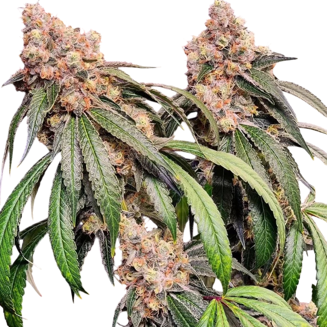 Chem D Cannabis Chem D Cannabis