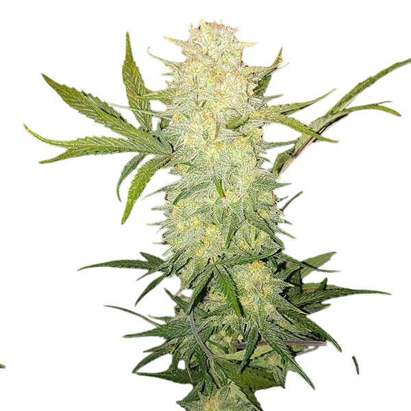 Critical Cure (CBD) Cannabis