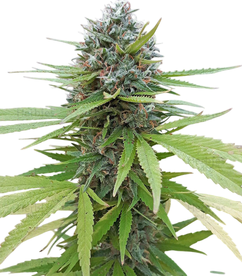 Golden Lemon cannabis